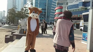 Cow Prank in south Korea(송아지 ) part2