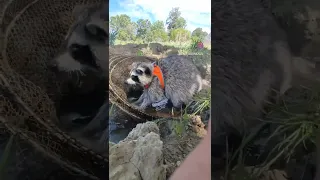 #ямыилюша #raccoon #енотики #помощьбездомнымживотным #животные #анапа