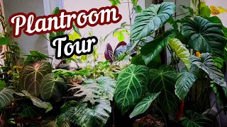 Plantroom tour | Alle meine seltenen Pflanzen in einem Video