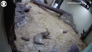 WEB EXTRA: Lion Cub Sneaks Up On Mom