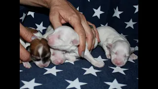Coton de Tulear Puppies For Sale - Jolie 8/10/21