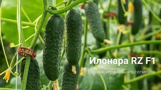 🥒 Илонара F1 - новинка огурца корнишона плёночного сегмента от компании Райк Цваан