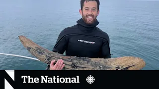 #TheMoment a scuba diver found a mastodon tusk