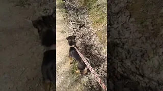 cogiendo espárragos con mi perro. PARTE 1