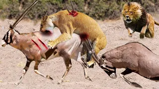 Oryx vs Lion War, Lion Seems To Be Weaker Than Oryx #oryx #lion #animals #wildanimals