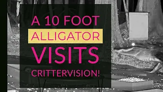 A 10 Foot Alligator Visits CritterVision!  Again!!