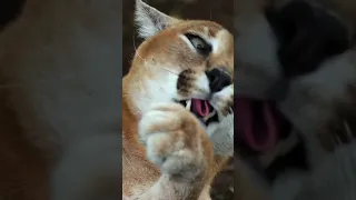 Caracal: Steppe lynx 😍 #animals #cats #caracal