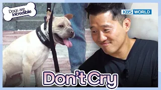 Don't Cry 😭 [Dogs are incredible : EP.194-3] | KBS WORLD TV 231121