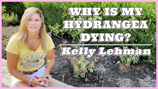 Why is My Hydrangea Dying? - Kelly Lehman