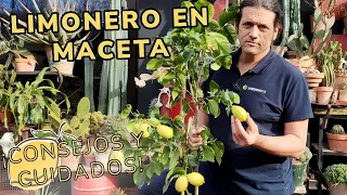LIMONERO en MACETA - Consejos y cuidados para cultivar este cítrico // Jardinatis