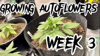 Growing Cannabis Autoflowers - Episode 1 / Week 3