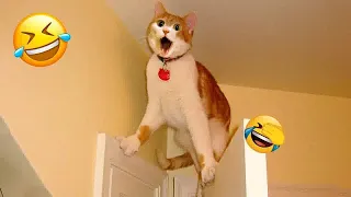 Funniest 2024😻Cats and 🥒 Cucumbers - Awesome Funny Pet Videos 😬🐶part 10