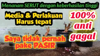 Cara menanam dongkelan serut, simak perlakuan dan media yang saya gunakan .100% mantul..