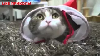 LiKE Приколы / самые классные и самые крутые приколы про котов кошек котиков и котят № 24