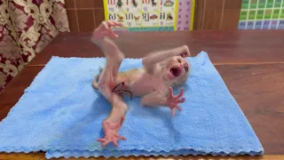 First Day Newborn Baby Monkey Cr-y Not Accept For New Home