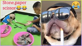 😍 Mini Pomeranian - Funny and Cute Pomeranian Videos #52 - Cute Puppies | Tik Tok chó phốc sóc