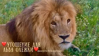 ❤️Лев АЛИ (Олежка) бежит встречать со всех лап! Тайган. Life of lions.Taigan.