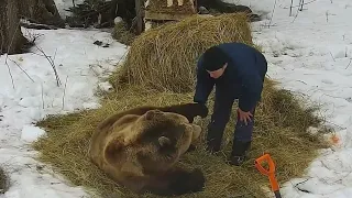 Папуль прости, Я тут ремонтом немного занимался. Медведь Мансур 🐻💕