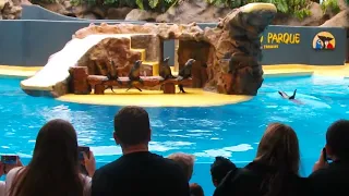 LORO PARQUE. Tenerife. Шоу морских котиков / Шоу морских котиков. ЛОРО ПАРК. Тенерифе. Испания