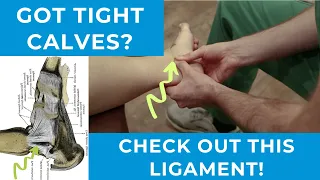 This LIGAMENT Prevents Tight Calves from Ever Getting Loose! [Posterior Tibiotalar Ligament]