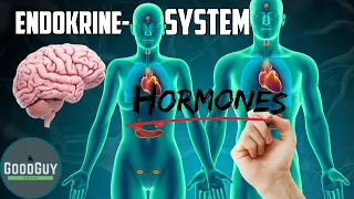 Hormonhaushalt das Endokrine System!Hormone Nebennieren Pankreas Schilddrüse Thymusdrüse Zirbeldrüse