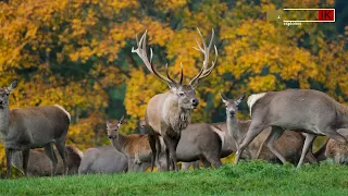 Very Active Elk Bull with His Harem During the Elk Rut 2024