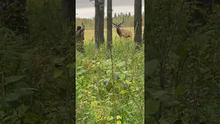 GIANT bull elk at 30 yards, archery spot and stalk