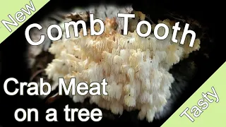 Find Clean Cook Comb Tooth Mushroom 2021