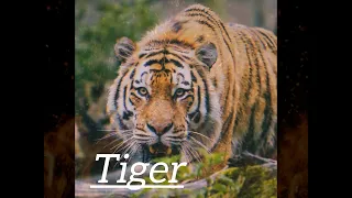 Tiger (by Erik Eriks)