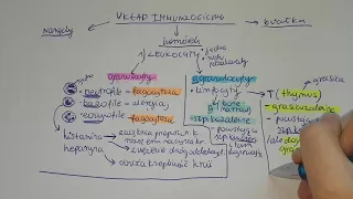 LEUKOCYTY-granulocyty, agranulocyty,limfocyty- o co chodzi??