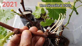 Comment bouturer la vigne ? Une réussite à 100% 2021