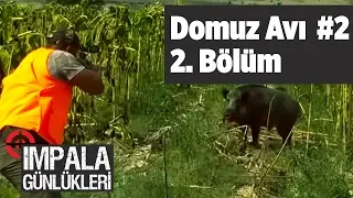 Domuz Avı 2 impala Günlükleri 2. Bölüm Yaban Tv wild boar hunting