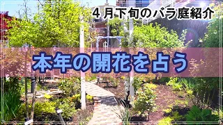 【クレマチス開花】４月下旬のバラ庭紹介 (._.)