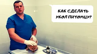 КАК СДЕЛАТЬ УКОЛ ПИТОМЦУ?