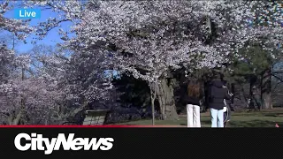 High Park cherry blossoms expected to reach peak bloom