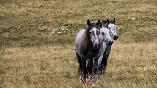 Majestic Wild Horses Enjoying Their Freedom | Beautiful Music