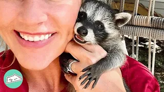 Wild Raccoon Acts Like A Puppy And Plays With Children | Cuddle Buddies