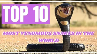 TOP 10 MOST VENOMOUS SNAKES IN THE WORLD