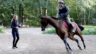 Extrem unrittiges Pferd - Stute Chic Chic wurde von Bereitern schon abgeschrieben