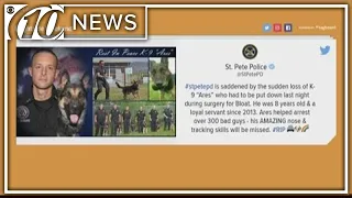 In the Know: St. Pete police mourn loss of K-9 | 10News WTSP