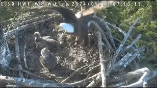 Skirmish at the White Rock Nest