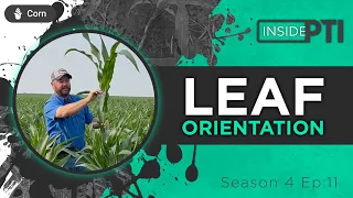 InsidePTI S4•E11 | Leaf Orientation ‣ Corn