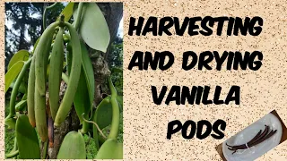 harvesting and drying vanilla pods