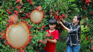 Extreme sweet Red Rambutan | Harvest fruitful rambutan in my homeland | Juicy rambutan eat cream