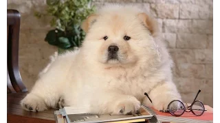 Chow Chow Cutest - Pet Lovers United States