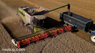 Harvest 2021 - Claas Lexion 8700TT harvesting winter wheat in Suffolk