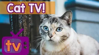 Cat TV - Best Videos for Cats with Calming Music and Nature Sounds - 9 Hour TV for Cats playlist