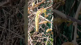 Wisteria Time Lapse 4 Days #wisteria #garden