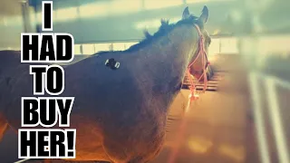 HORSE AUCTION ~ Rescue HORSE transformation!