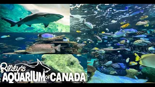 Ripleys Aquarium of Canada- Full Tour | Toronto Aquarium Feb 2023 Vlog